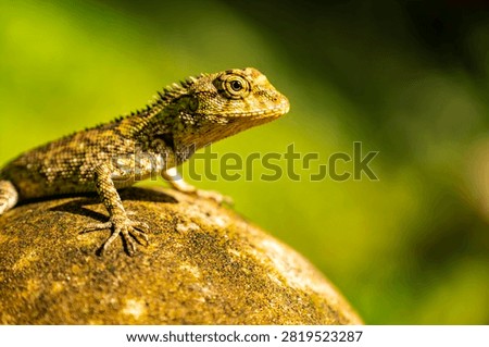 Closeup of a Spineless Forest Lizard (Calotes liocephalus) with green background.