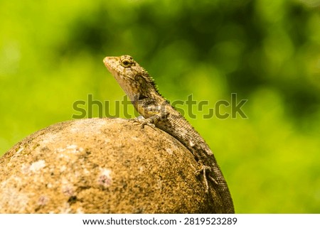 Closeup of a Spineless Forest Lizard (Calotes liocephalus) with green background.