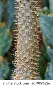 Closeup Spines Madagascar Palm Pachypodium Lamerei Stock Photo 