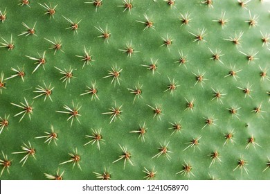 Closeup of spines on cactus, background cactus with spines