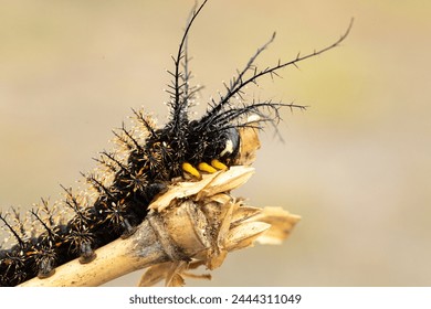 a close-up of a spiny caterpillar with striking black and orange markings, navigating a twig with deft precision - Powered by Shutterstock
