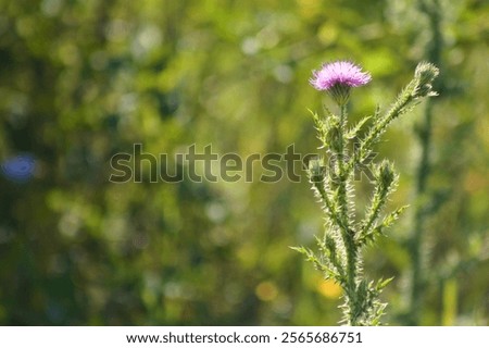 Similar – Foto Bild Nahaufnahme einer stacheligen pflaumenlosen Distelblüte mit grünem unscharfem Hintergrund