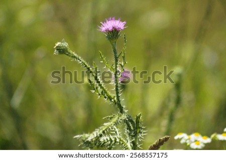 Similar – Foto Bild Nahaufnahme einer stacheligen pflaumenlosen Distelblüte mit grünem unscharfem Hintergrund