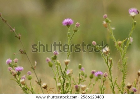 Similar – Foto Bild Nahaufnahme einer stacheligen pflaumenlosen Distelblüte mit grünem unscharfem Hintergrund