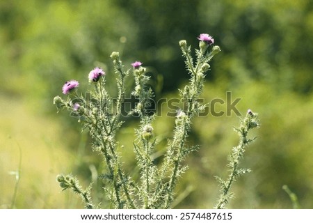 Foto Bild Nahaufnahme einer stacheligen pflaumenlosen Distelblüte mit grünem unscharfem Hintergrund