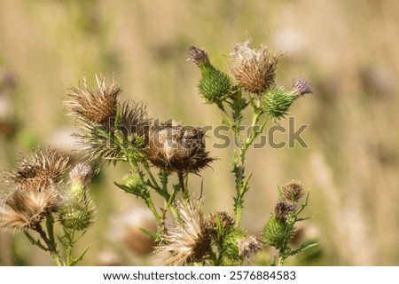 Similar – Foto Bild Nahaufnahme einer stacheligen pflaumenlosen Distelblüte mit grünem unscharfem Hintergrund