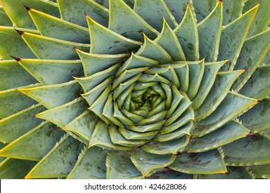 Closeup Of Spiral Aloe Cacti