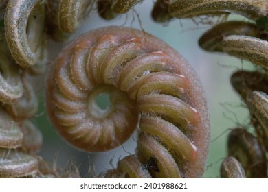 Close-up of a spiral fiddlehead fern in green natural growth - Powered by Shutterstock