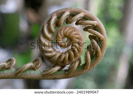 Close-up of a spiral fiddlehead fern in green natural growth, Close-up of a spiral fiddlehead fern in green natural growth