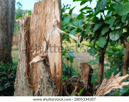 Close-up of a splintered broken tree stump with raw torn wood fiber texture, green foliage and rural landscape blurred in the background, natural decay in a forest setting
