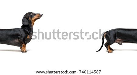 Close-up split a part  dog, breed dachshund, black tan, isolated on white. copy space, place for writing letters