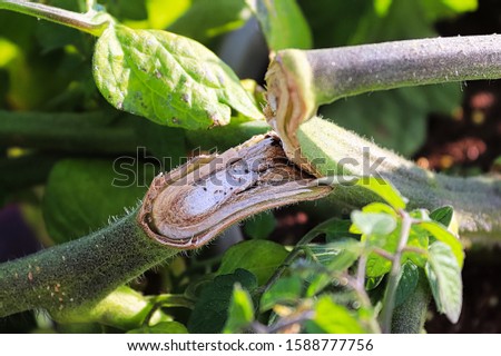 Closeup of a split tomato plant branch