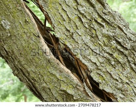 Close-up of a split tree trunk 