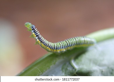 Closeup of an Spodoptera exigua caterpillar, standing on a broccoli leaf. Taken with an 100mm macro lens.