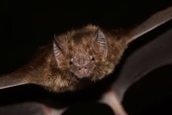 A Closeup Of A Spooky Common Vampire Bat