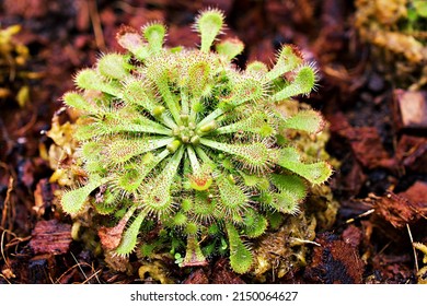 Closeup Spoon leaved sundew plant ,drosera spatulta capensis ,Fraser island Spatula sundew ,carnivorous plant ,
