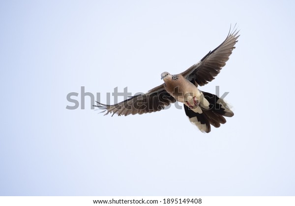 Closeup Spotted Dove Flying in The Air Isolated on\
Clear Sky