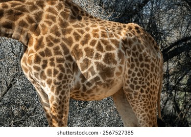Closeup of Giraffe’s Spotted Fur Pattern