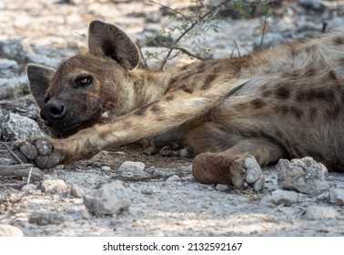 A Closeup Of A Spotted Hyaena