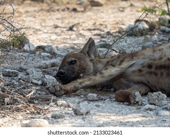 A Closeup Of A Spotted Hyaena