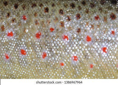 616 Brown trout skin Images, Stock Photos & Vectors | Shutterstock