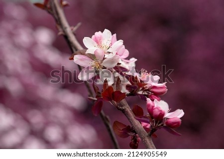 close-up of spring apple blossoms Malus profusion - crabapple pink flowers closeup. Blooming crabapples crab apples, crabtrees or wild apples