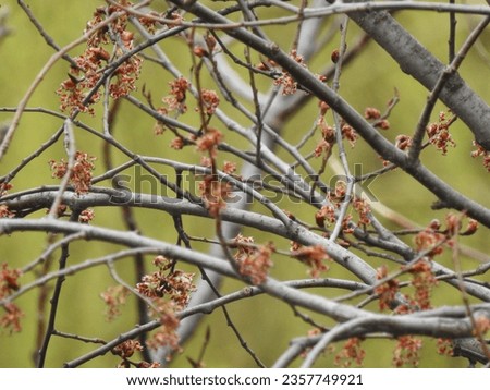 Closeup spring braches with buds background