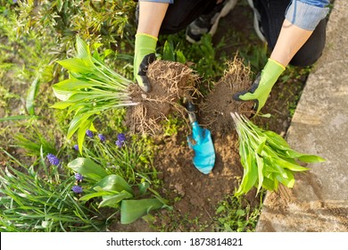 Close-up of spring dividing and planting bush of hosta plant in ground, hands of gardener in gloves with shovel working with hosta, flower bed landscaping backyard