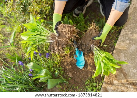 Close-up of spring dividing and planting bush of hosta plant in ground, hands of gardener in gloves with shovel working with hosta, flower bed landscaping backyard