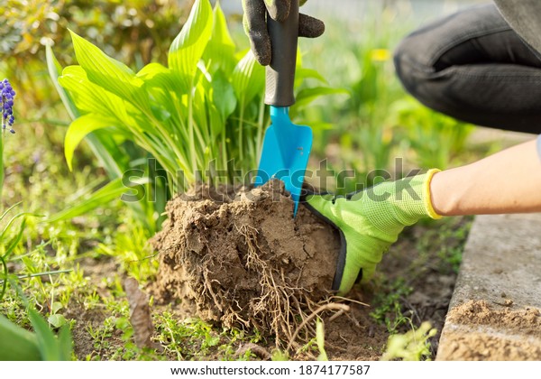 Close-up of spring dividing and\
planting bush of hosta plant in ground, hands of gardener in gloves\
with shovel working with hosta, flower bed landscaping\
backyard