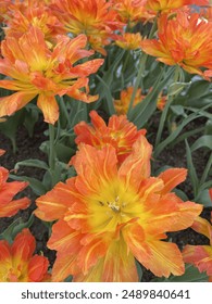 A closeup of spring flowers