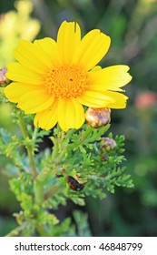 The closeup of spring flowers