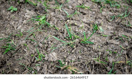 Close-up of spring lawn after dethatching. Sparse grass and exposed soil show the early stage of lawn recovery. Vertical cutter blades left visible marks, preparing the ground for new healthy growth