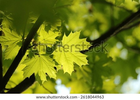 Close-up of spring maple leaves on tree branch in the forest, April, Poland.