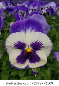 Closeup of Spring Matrix Blue Wing purple and white pansy with bright yellow center and water droplets surrounded by similar blooms and green leaves