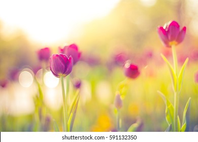 Closeup spring nature landscape. Colorful pink tulips blooming under sunlight on summer blurred background