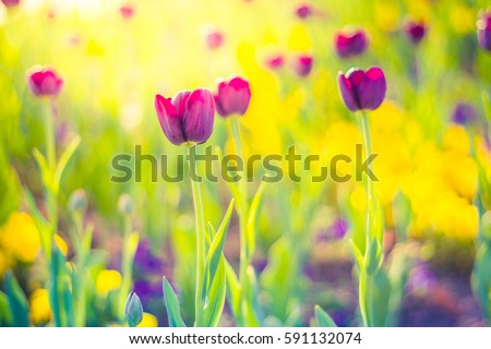 Closeup spring nature landscape. Colorful pink tulips blooming under sunlight on summer blurred background