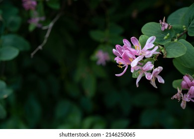 773 Sprin flowers Images, Stock Photos & Vectors | Shutterstock