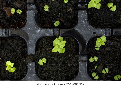 Close-up Sprout Of Basil Plants In Tray Hole To Plant The Seeds. Home Gardening For Planting Organic Vegetable.