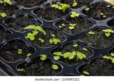 Close-up Sprout Of Basil Plants In Tray Hole To Plant The Seeds. Home Gardening For Planting Organic Vegetable.