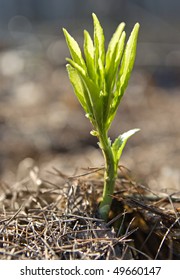 The close-up of a sprout in the spring