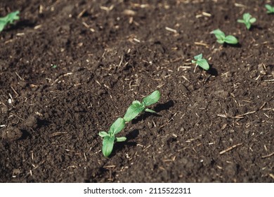 A close-up of a sprout of sunflower sprouts lit by the afternoon sun on fertile black soil. Concept agro culture. 