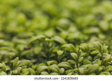 Closeup of sprouted arugula. Healthy lifestyle food. Microgreens close-up background. Fresh microgreens spring background - Powered by Shutterstock