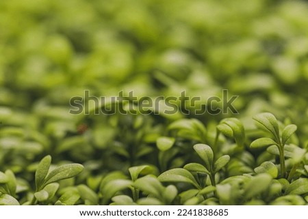 Closeup of sprouted arugula. Healthy lifestyle food. Microgreens close-up background. Fresh microgreens spring background