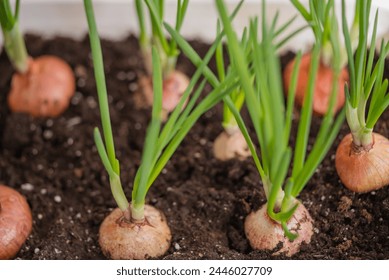 Close-up of sprouting onions with vibrant green shoots emerging from the rich, dark soil - Powered by Shutterstock