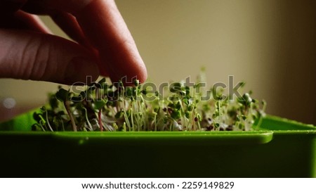 Close-up sprouting organic Microgreens. Seed Germination at home. Vegan and healthy food concept. Micro green. Growing sprouts, superfood