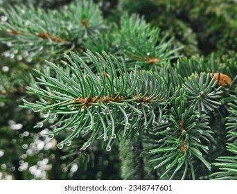 Close-up of a spruce branch after rain on a blurred background. raindrops on a pine branch close-up. Spruce branch. Beautiful spruce branch with needles. Green spruce.