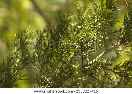 Close-up of a Spruce Tree Branch with Delicate Needles and a Softly Blurred Background, Highlighting Nature's Details