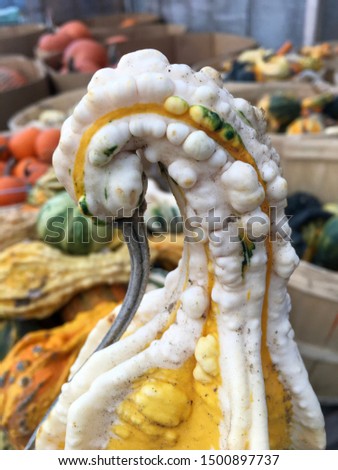 Close-up of squash vegetable which looks like a swan tilting its head down. Blurry / depth of field background of colorful pumpkins in bushels. Selective focus. Vertical. Funny.