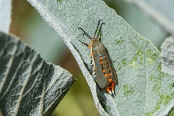 A Closeup Of A Squash Vine Borer Standing On The Green Leaf